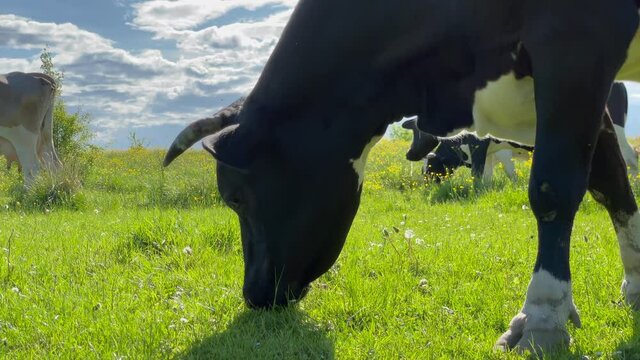Family, herd of black Angus cattle, cows, bulls calves graze in green meadow pasture field