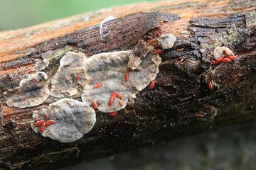 Thrips of the order Thysanoptera, nymphs feeding on crust fungus on hazel in Finland