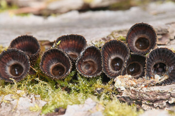 Cyathus striatus, known as the fluted bird's nest fungus or splash cup, mushrooms from Finland