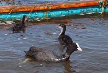 Eurasian coot (common coot, Australian coot, Lat. Fulica atra) swimming with its chicks. Parent and juvenile aquatic birds. Black red-eyed adult waterbird and two youngs near submerged boat