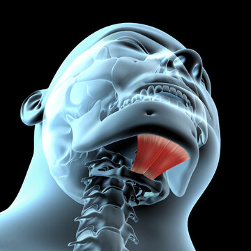 3d Illustration of the Mylohyoid Muscles Anatomical Position on Xray Body
