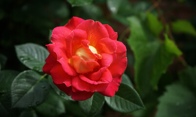 red rose flower