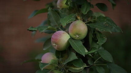 apples on the tree