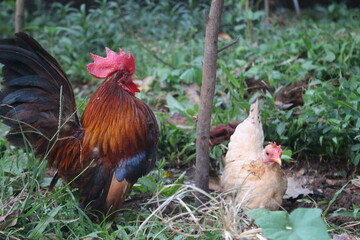 the Kate chicken pair were looking for food on the sidelines of the grass.