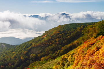 大雪山国立公園赤岳登山道の紅葉