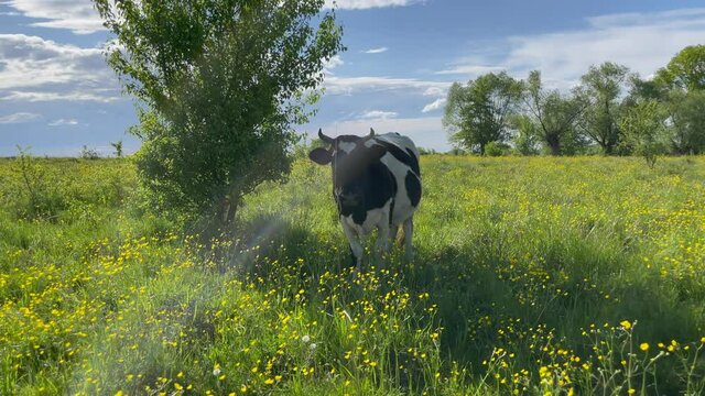 A cow stands near a tree hiding from the heat in the shade
