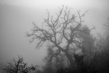 Obraz na płótnie Canvas Trees hidden by the fog in winter.