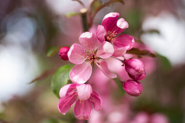 Fototapeta na wymiar pink cherry blossom