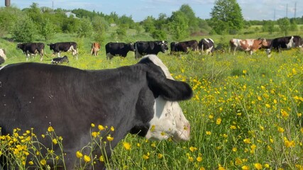 Cow and calf lying down in a field