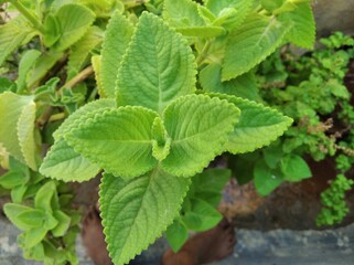 This is an Indian mint plant used to treat cold and cough.