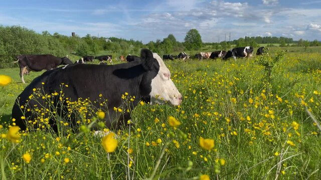 Friesian black and white dairy cows lying in grass farm field pasture