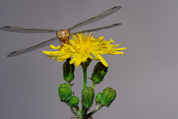 libellula