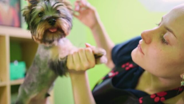 Groomer makes shearing of Yorkshire Terrier by scissors. extras at the pet store