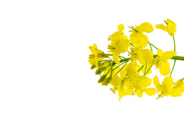 Colza flower. Rapeseed plant, colza rapeseed for green energy. Yellow rape flower for healthy food oil on field. Mustard Flower blossom.