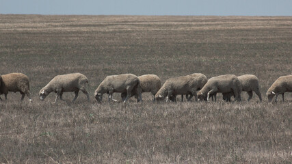 A flock of sheep moves across a dry field in search of green grass. 