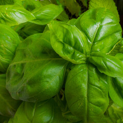 fresh and green basil in a pot