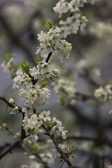 Blooming plum tree. White spring plum flowers.	
