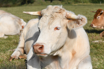 Fototapeta na wymiar Alpine beige cow resting on the grass