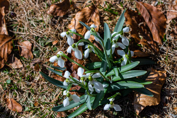 Spring snowdrops in field, close up	