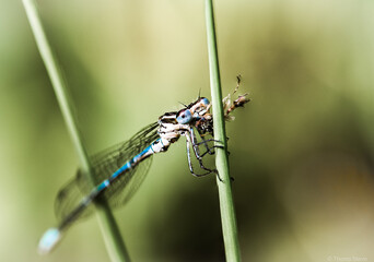 Libelle mit Beute

