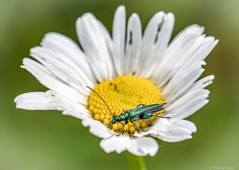Obraz premium Bockkäfer