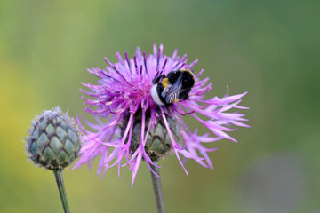 Bumble bee collects pollen from the purple cornflower, macro shot. Wild nature, summer meadow