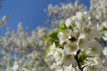 cherry blossoms