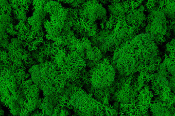 Close up green moss texture, background, nature plant, moss wall