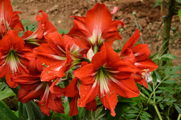 Beautiful red flower in the garden