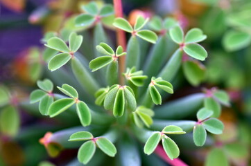 Junge Blätter eines peruanischen Sauerklees