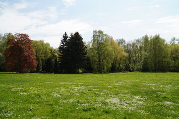 landscape with trees