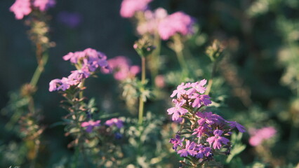 flowers in the garden