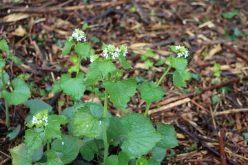 Hedge Garlic plants with white flowers and green leaves. Alliaria petiolata also called Garlic mustard