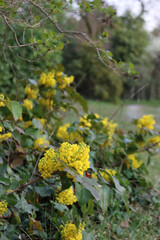 Leatherleaf Mahonia yellow flowers on branches. Mahonia in bloom in springtime