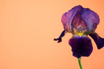 Closeup of drying irises isolated on an orange background with space for text © Giordano Trabucchi/Wirestock
