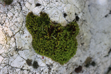 Close-up of green moss on  gray stone . Moss background with selective focus 