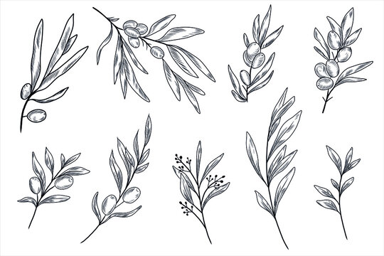Olive Leaves" Images – Browse 5,376 Stock Photos, Vectors, and Video |  Adobe Stock