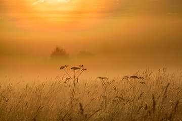 Fototapeta na wymiar sunrise over the field through the fog