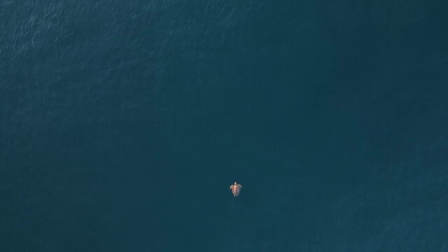 High drone view looking down at a large sea turtle as it effortlessly floats on the clear blue ocean surface