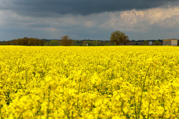 Obraz premium Rapeseed field in bloom with blue sky