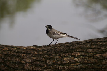 wagtail