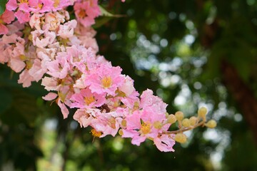 Pink Inthanin flower in Thailand. Beautiful summer flowers. Cananga, Lagerstroemia floribunda flower or Queen's Flower, Queen's crape myrtle or Pride of India flowers. 