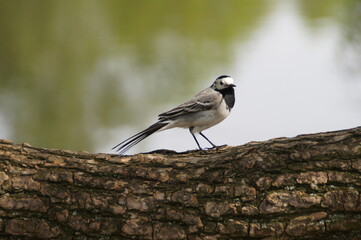 wagtail