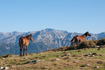 Fototapeta na wymiar Cavallo in montagna ©stegrim