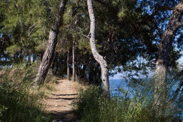 road by the sea with trees