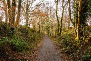 Woodland trail along the old Paddy Line or Galloway railway line in winter