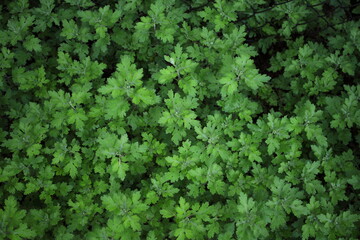 Obraz premium Chryzanthemums' leaves pattern