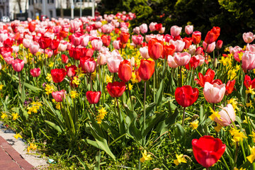 Fototapeta premium flowerbed of colorful tulips in the Netherland
