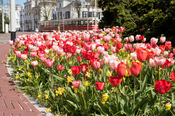 flowerbed of colorful tulips in the Netherland