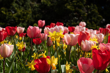 flowerbed of colorful tulips in the Netherland